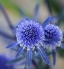 eryngium avatar