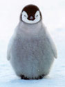 pinguica avatar