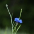 centaurea.in.spe avatar