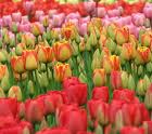 tulipan83 avatar