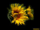 Sunflower98 avatar
